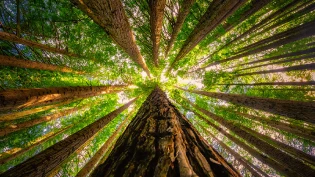 Blick nach oben in einem dichten Wald aus hohen Bäumen, deren Stämme senkrecht in die Höhe ragen. Die grünen Blätter bilden ein strahlendes Blätterdach, durch das Sonnenlicht hindurchscheint.