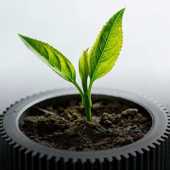 Nachhaltigkeit Pflanze