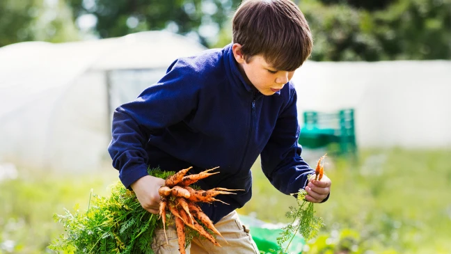 Person mit dunkler Jacke erntet Karotten aus einem Gartenbeet mit grünem Bewuchs vor einem hellen Gewächshaus im Hintergrund.