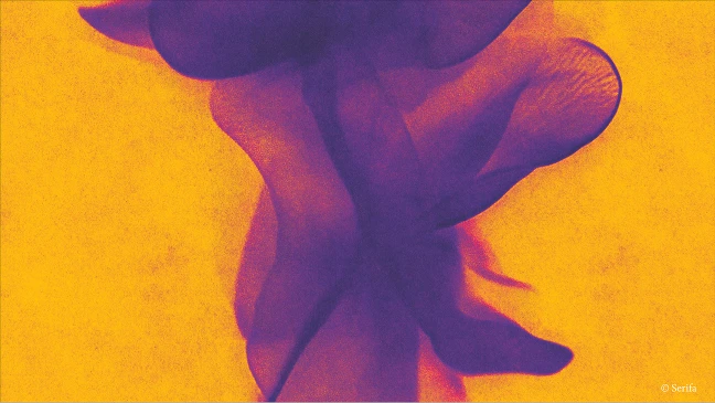 Abstrakte und künstlerische Aufnahme einer Blume in lila-blauen Farben auf gelb-orangenem Hintergrund. Die Formen wirken weich und überlagern sich, Durch den hohen Kontrast und die Unschärfe entsteht ein röntgenartiger, grafischer Eindruck ohne erkennbare Details der Umgebung.