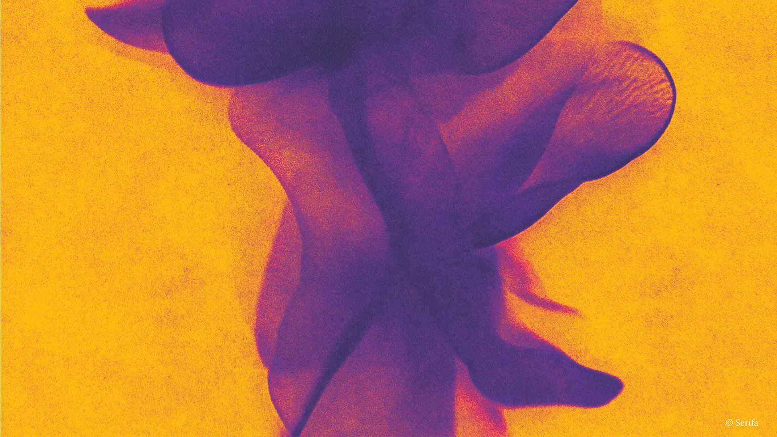 Abstrakte und künstlerische Aufnahme einer Blume in lila-blauen Farben auf gelb-orangenem Hintergrund. Die Formen wirken weich und überlagern sich, Durch den hohen Kontrast und die Unschärfe entsteht ein röntgenartiger, grafischer Eindruck ohne erkennbare Details der Umgebung.