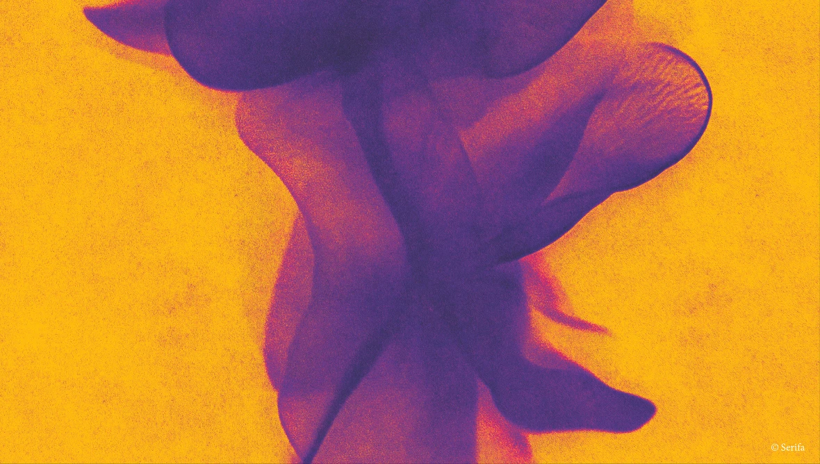Abstrakte und künstlerische Aufnahme einer Blume in lila-blauen Farben auf gelb-orangenem Hintergrund. Die Formen wirken weich und überlagern sich, Durch den hohen Kontrast und die Unschärfe entsteht ein röntgenartiger, grafischer Eindruck ohne erkennbare Details der Umgebung.