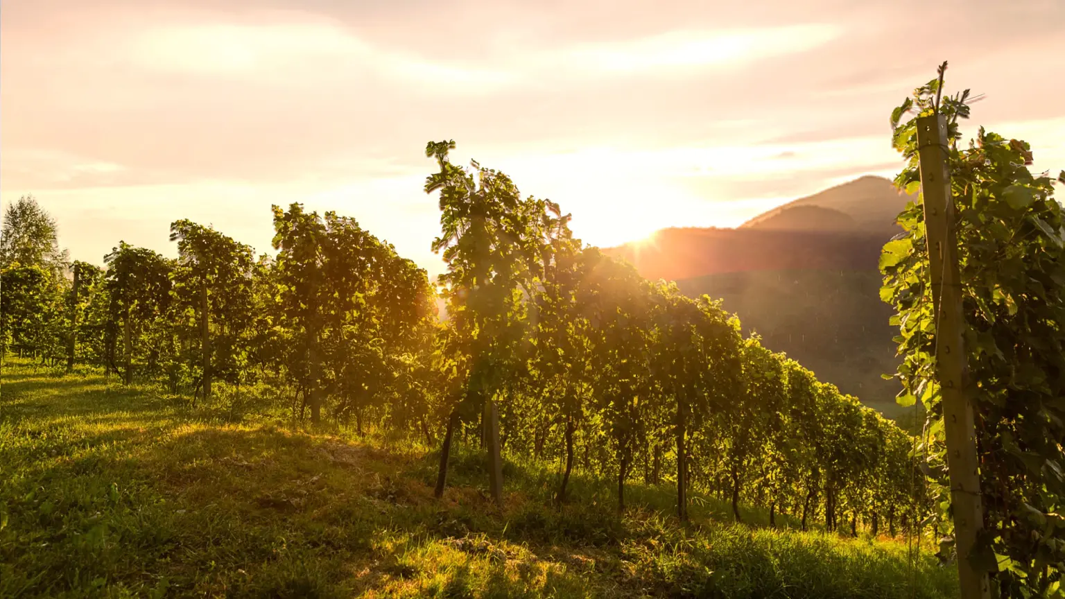 Gruppe von fünf Personen geht gemeinsam durch eine hügelige Landschaft mit trockenem Gras. Eine Person im Vordergrund trägt eine Brille und hält einen Korb, dahinter folgen weitere Personen, darunter auch zwei Kinder. Im Hintergrund sind Felder und sanfte Hügel zu sehen.
