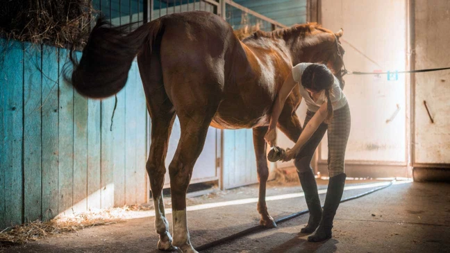 Eine Person reinigt im Stall den Huf eines braunen Pferdes, die Person trägt Gummistiefel und Reithosen, im Hintergrund Holzstallwand.