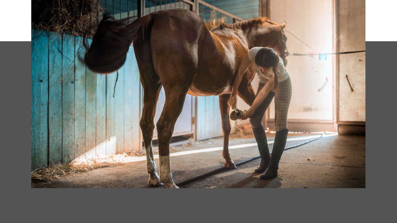 Frau mit Pferd im Stall